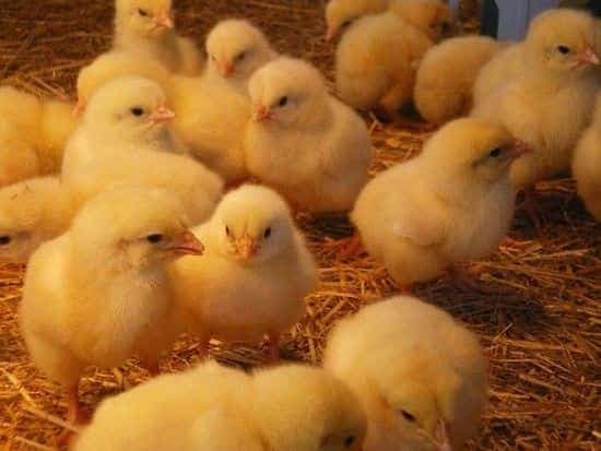 Day old layers chicks 🐣 🐤 🐥 